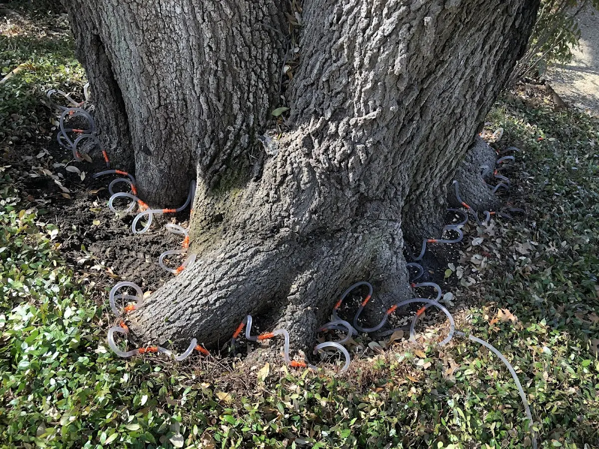 Detailed Tree Cabling and Bracing job site in Everglades City